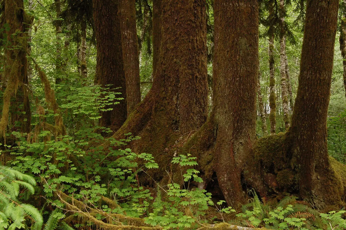 Olympic National Park